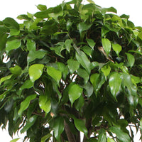 Figuier pleureur Ficus benjamina 'Columnar' - Plantes d'intérieur