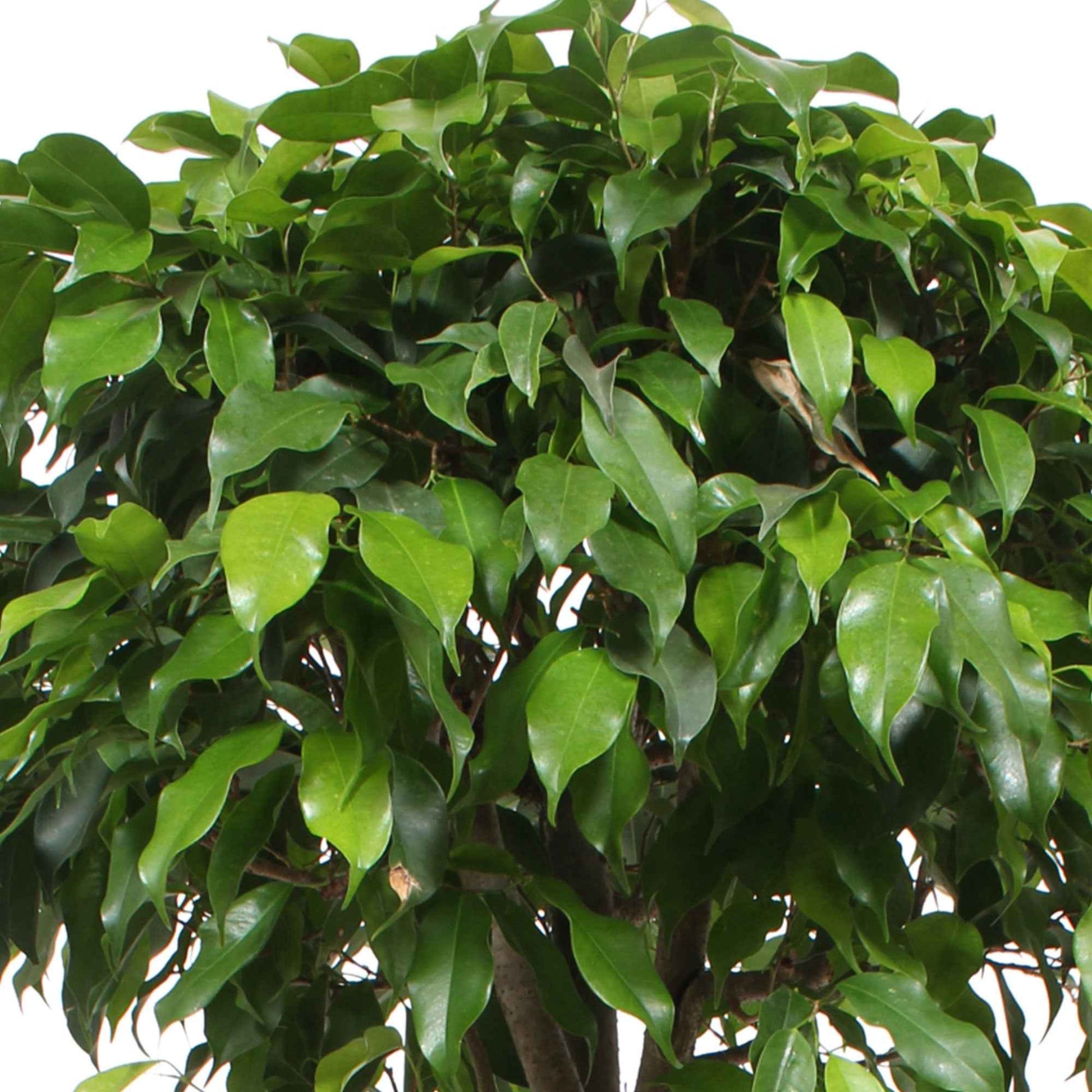 Figuier pleureur Ficus benjamina 'Columnar' - Plantes d'intérieur : les tendances actuelles