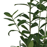 Laurier-cerise Prunus 'Rotundifolia' - Arbustes grimpants