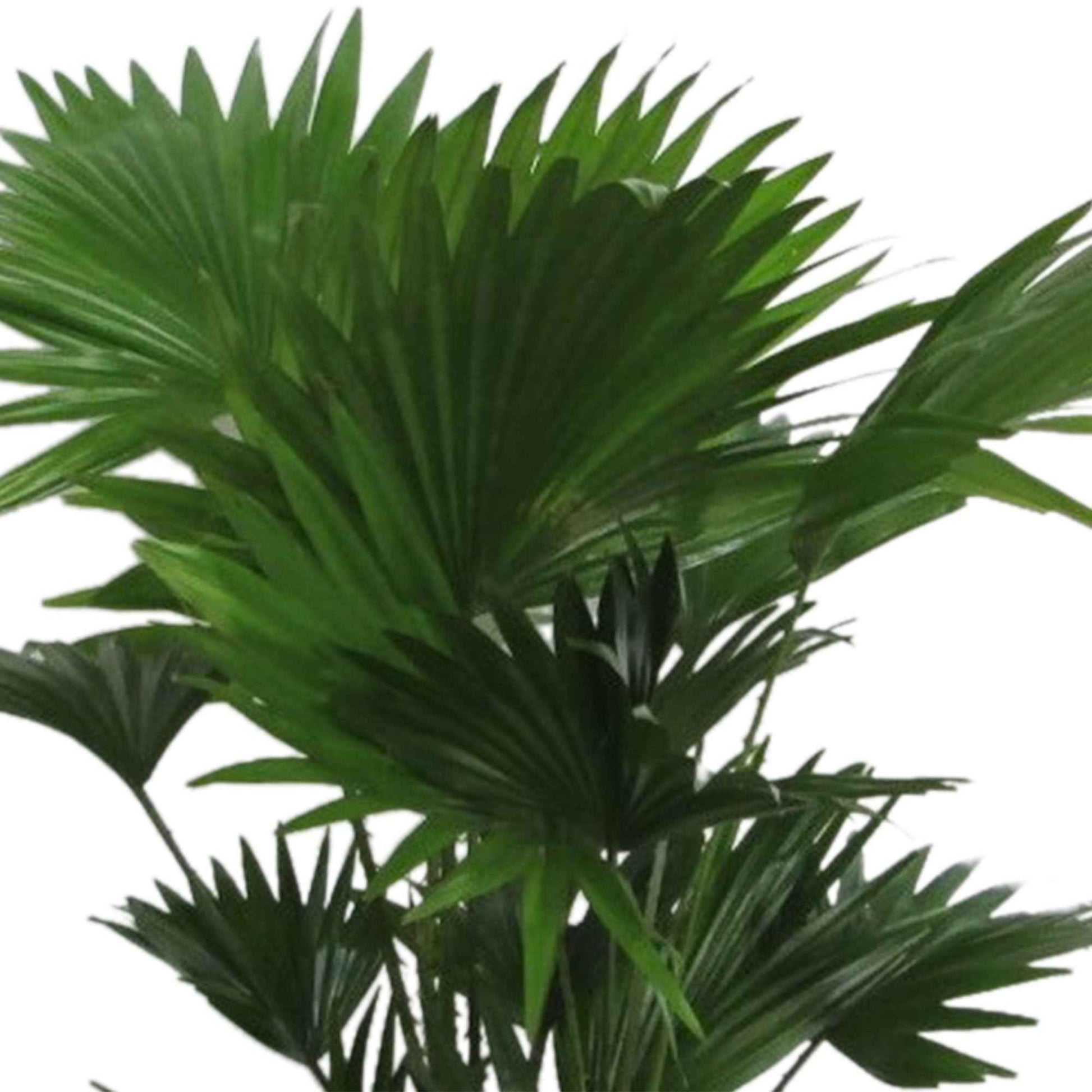 Palmier Livistona rotundifolia - Plantes d'intérieur : les tendances actuelles