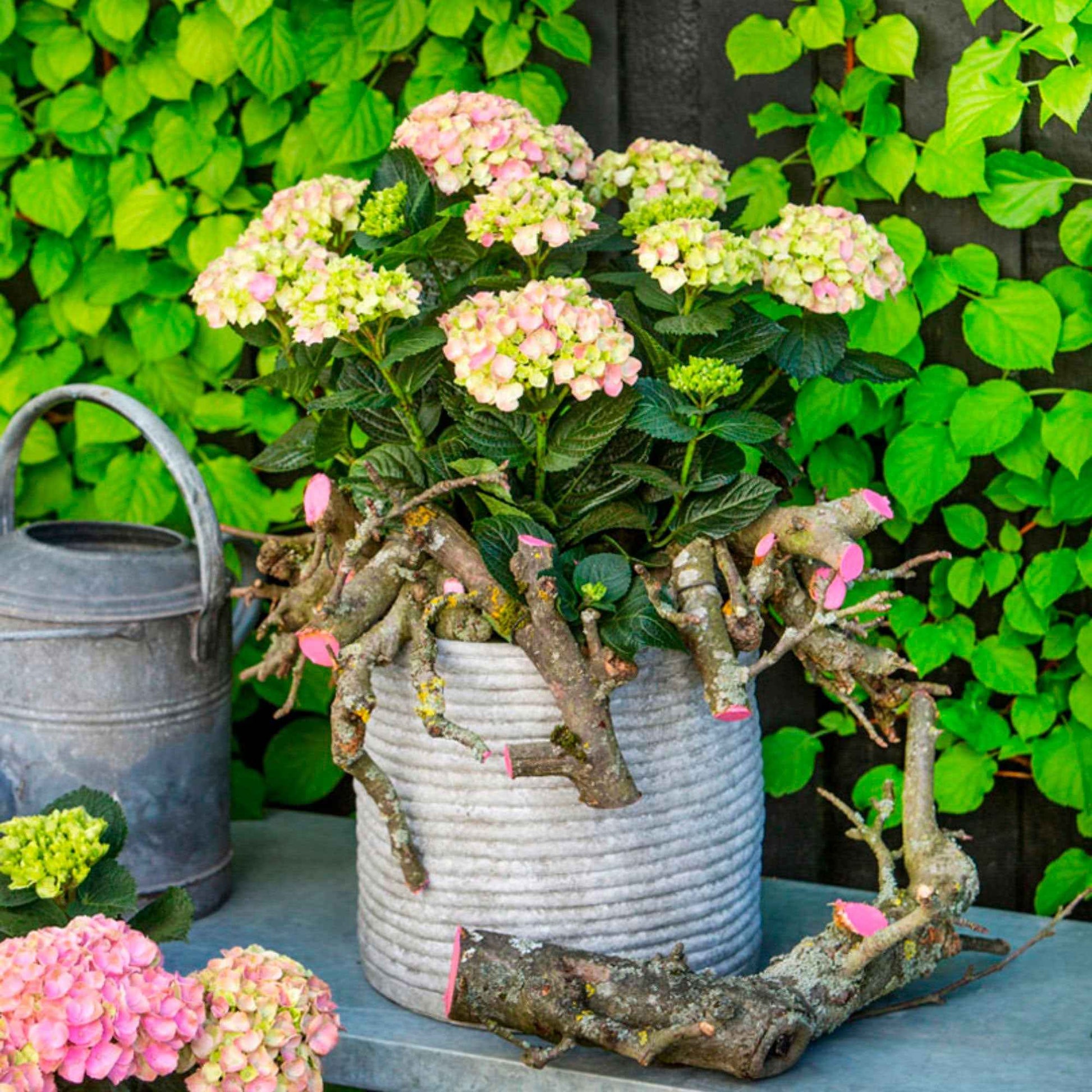 Hortensia Hydrangea 'Jewel Pink' Rose-Vert - Arbustes à fleurs