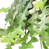 Succulente Selenicereus anthonyanus  - Plante suspendue - Facile d’entretien