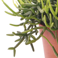 Cactus corail Rhipsalis 'Easy Clada' - Petites plantes d'intérieur