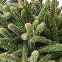 Cactus corail Rhipsalis 'Horrida' - Petites plantes d'intérieur