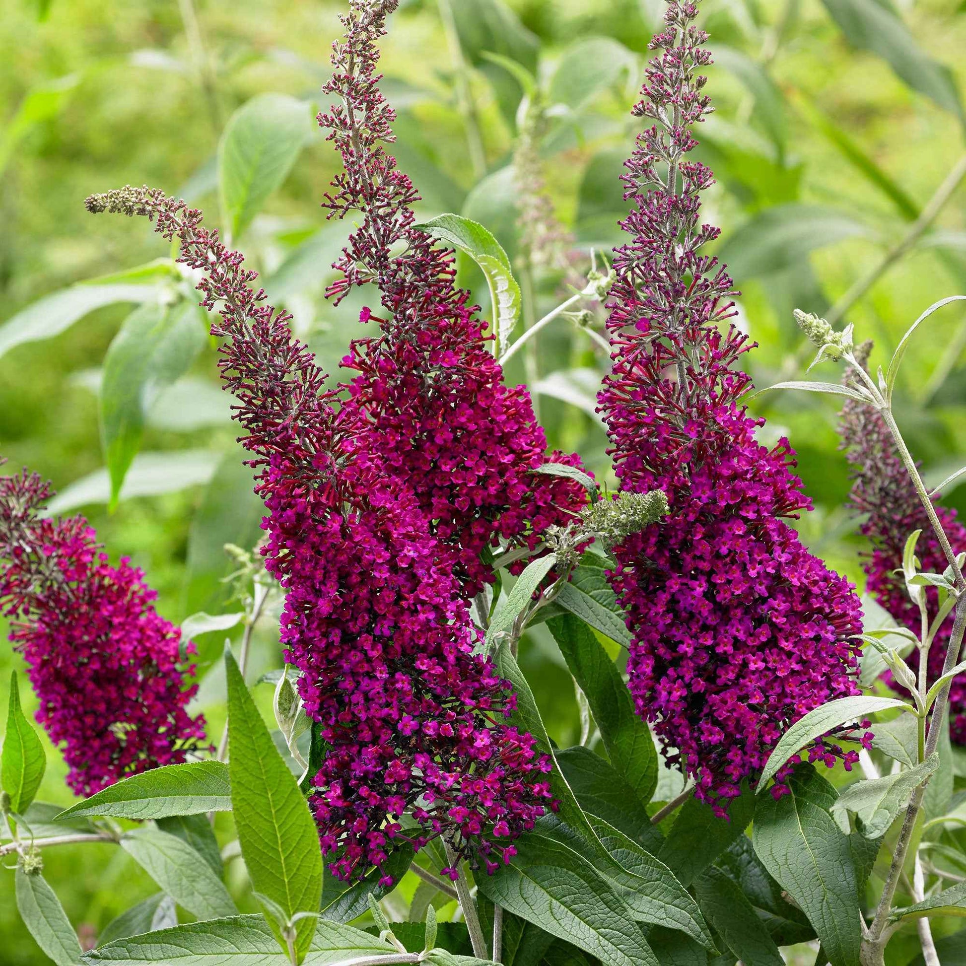 Arbre à papillons Buddleja 'Sugar Plum' violet - Arbustes