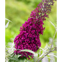 Arbre à papillons Buddleja 'Sugar Plum' violet - Arbustes fleuris