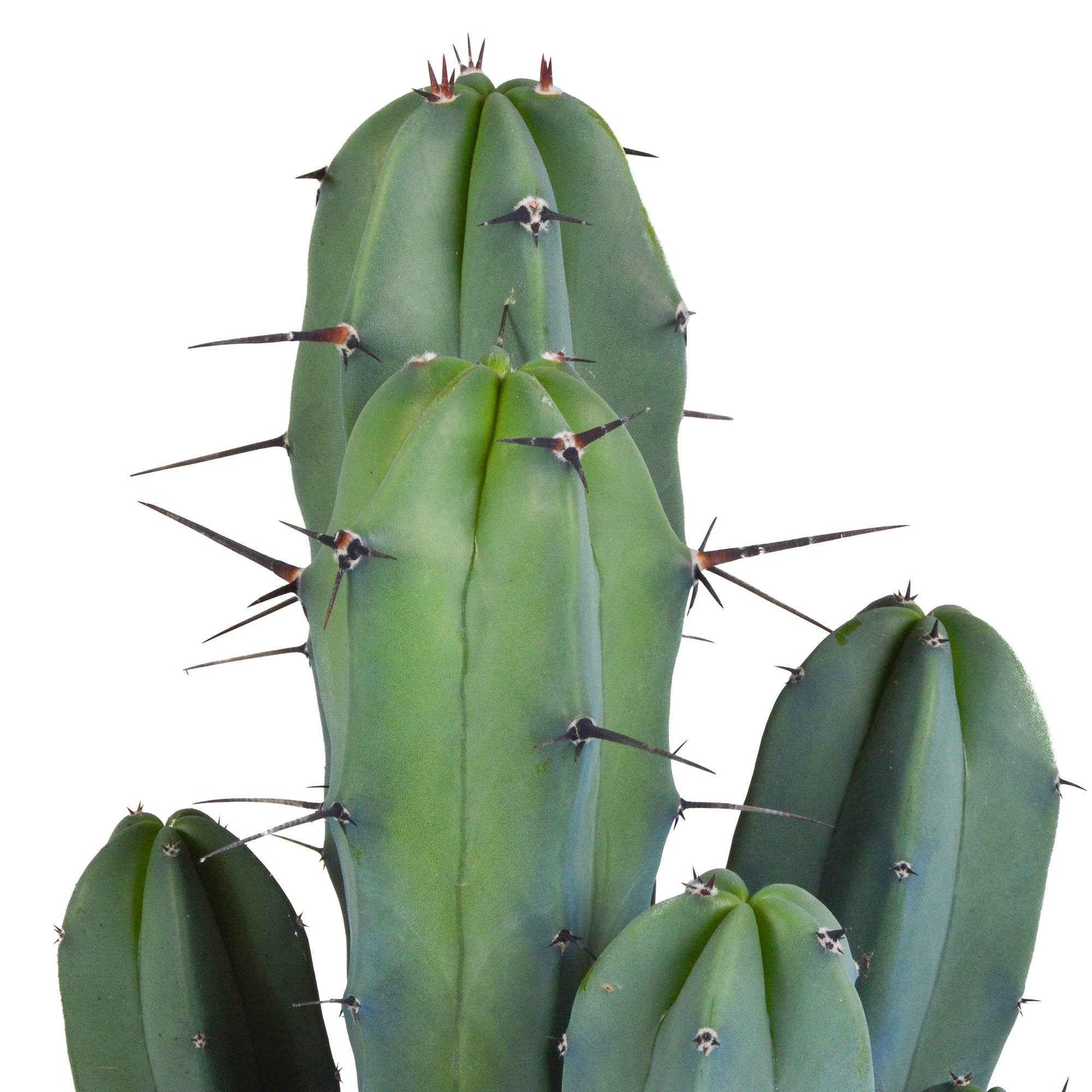 Cactus candélabre Myrtillocactus geometrizans - Nouvelles plantes d'intérieur