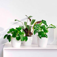 3x Plantes d'intérieur à la mode - Mélange incl. cache-pots blancs - Ensembles de plantes d'intérieur