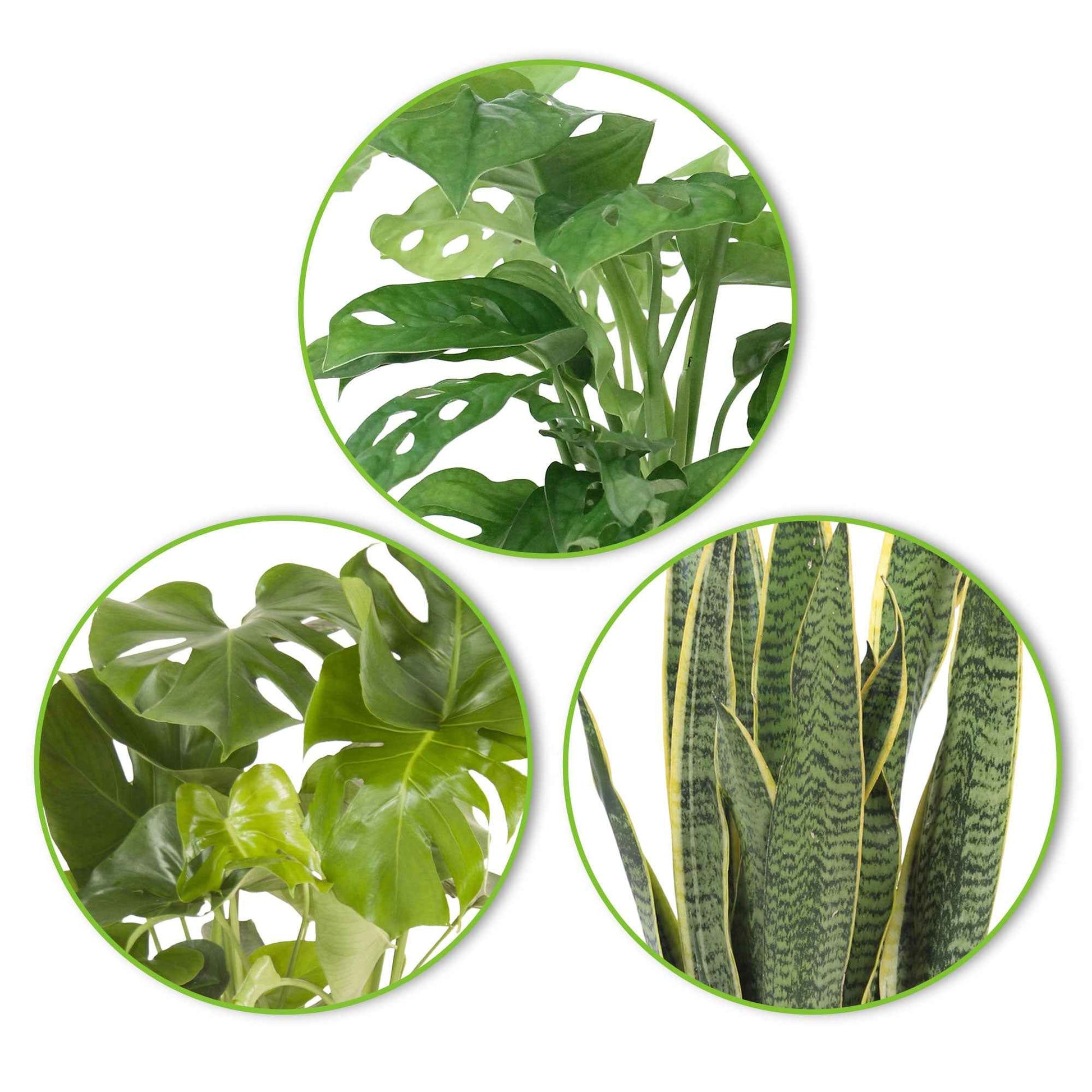 3x Plantes d'intérieur tendance - Mélange incl. cache-pots anthracites - Ensembles de plantes d'intérieur