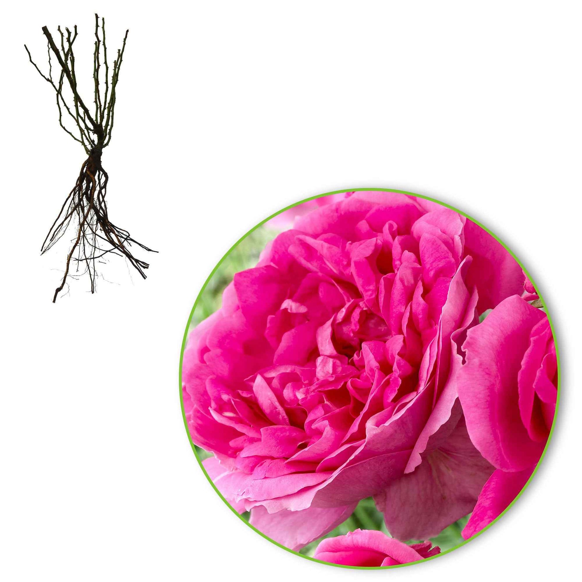 Rosier multiflore Rosa 'Deutsche Welle' violet - Plants à racines nues - Caractéristiques des plantes