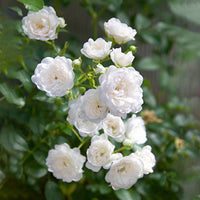 3x Rosier couvre-sol  Rosa 'Crystal Fairy'® Blanc  - Plants à racines nues - Arbustes