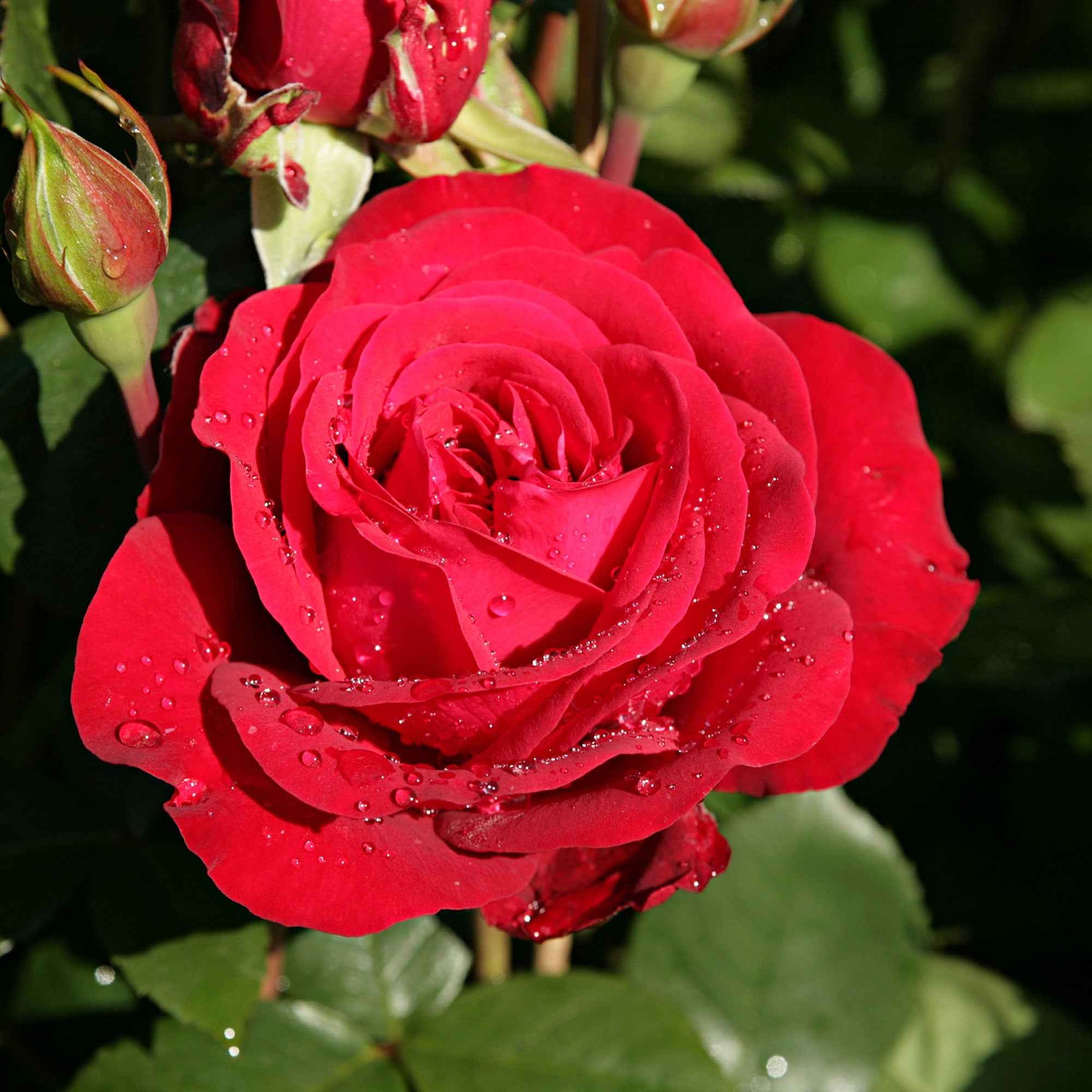 3x Rosier à grandes fleurs Rosa 'Störtebeker'® Rouge - Espèces de plantes