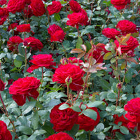 3x Rosier à grandes fleurs Rosa 'Störtebeker'® Rouge - Caractéristiques des plantes