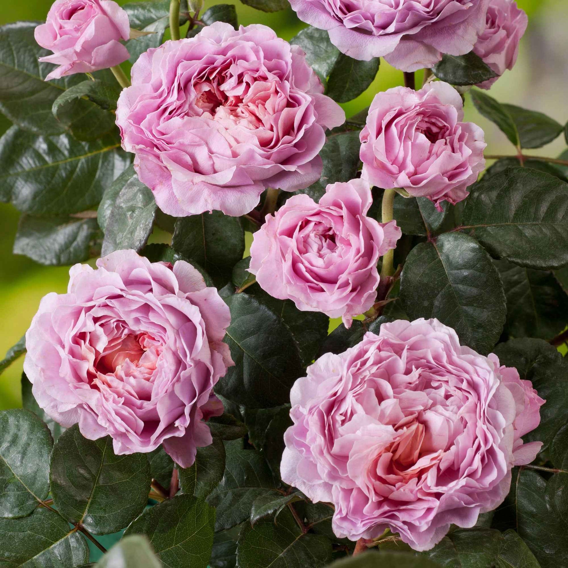 3x Rosier à grandes fleurs  Rosa 'Eisvogel'® Rose  - Plants à racines nues - Arbustes