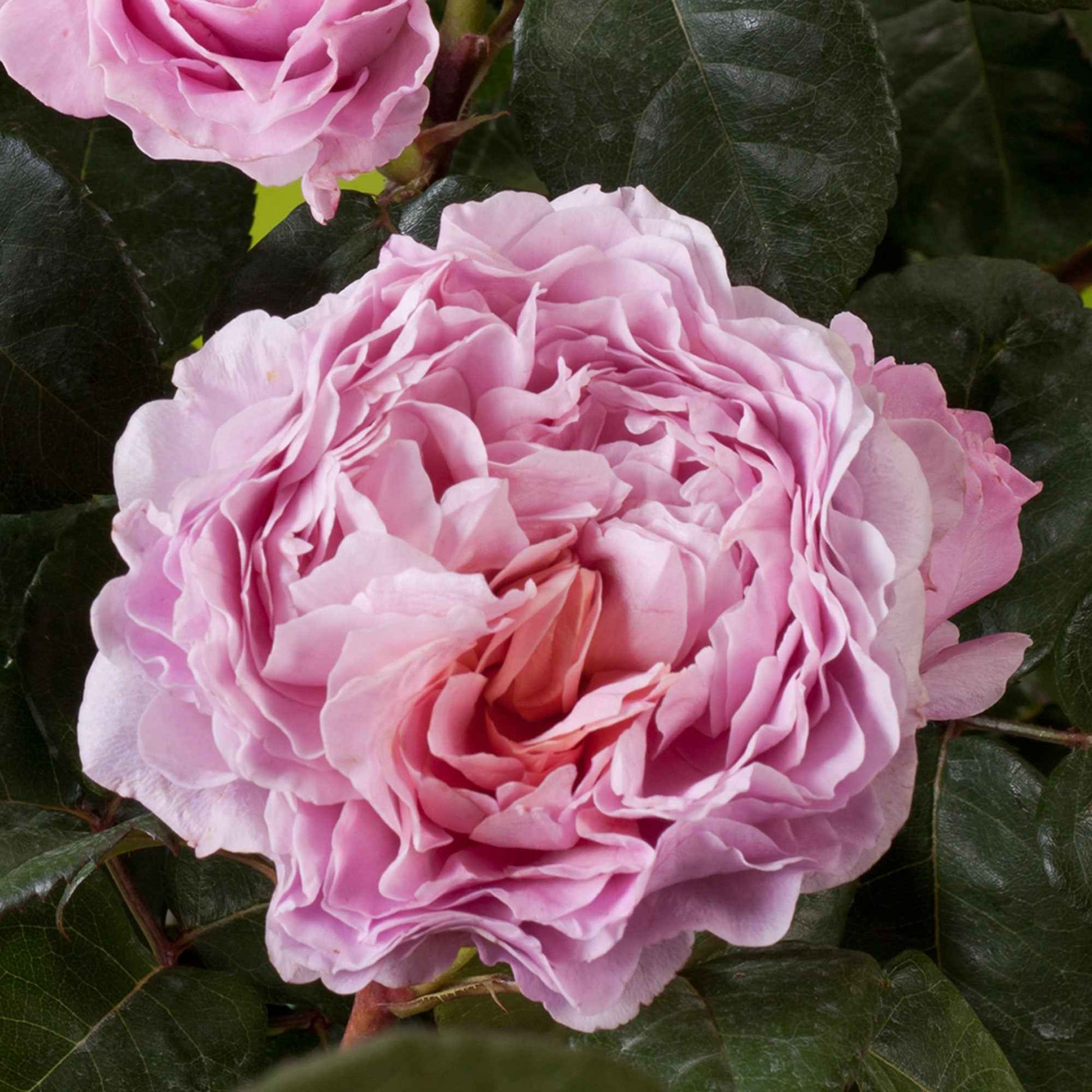 3x Rosier à grandes fleurs  Rosa 'Eisvogel'® Rose  - Plants à racines nues - Espèces de plantes
