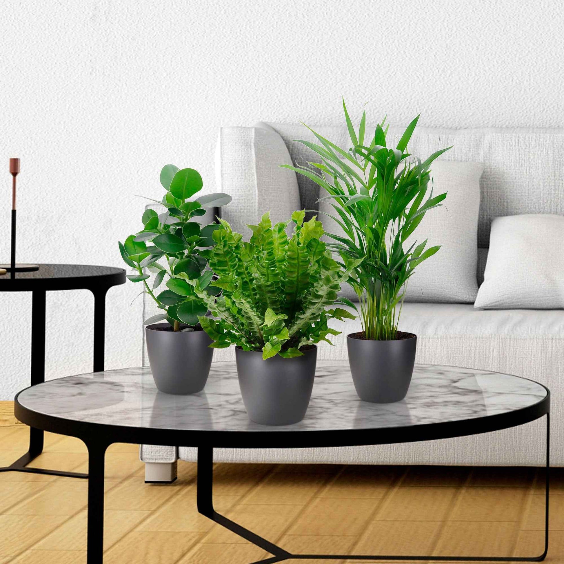 3x Plantes d'intérieur purificatrices d'air - Ensembles de plantes d'intérieur