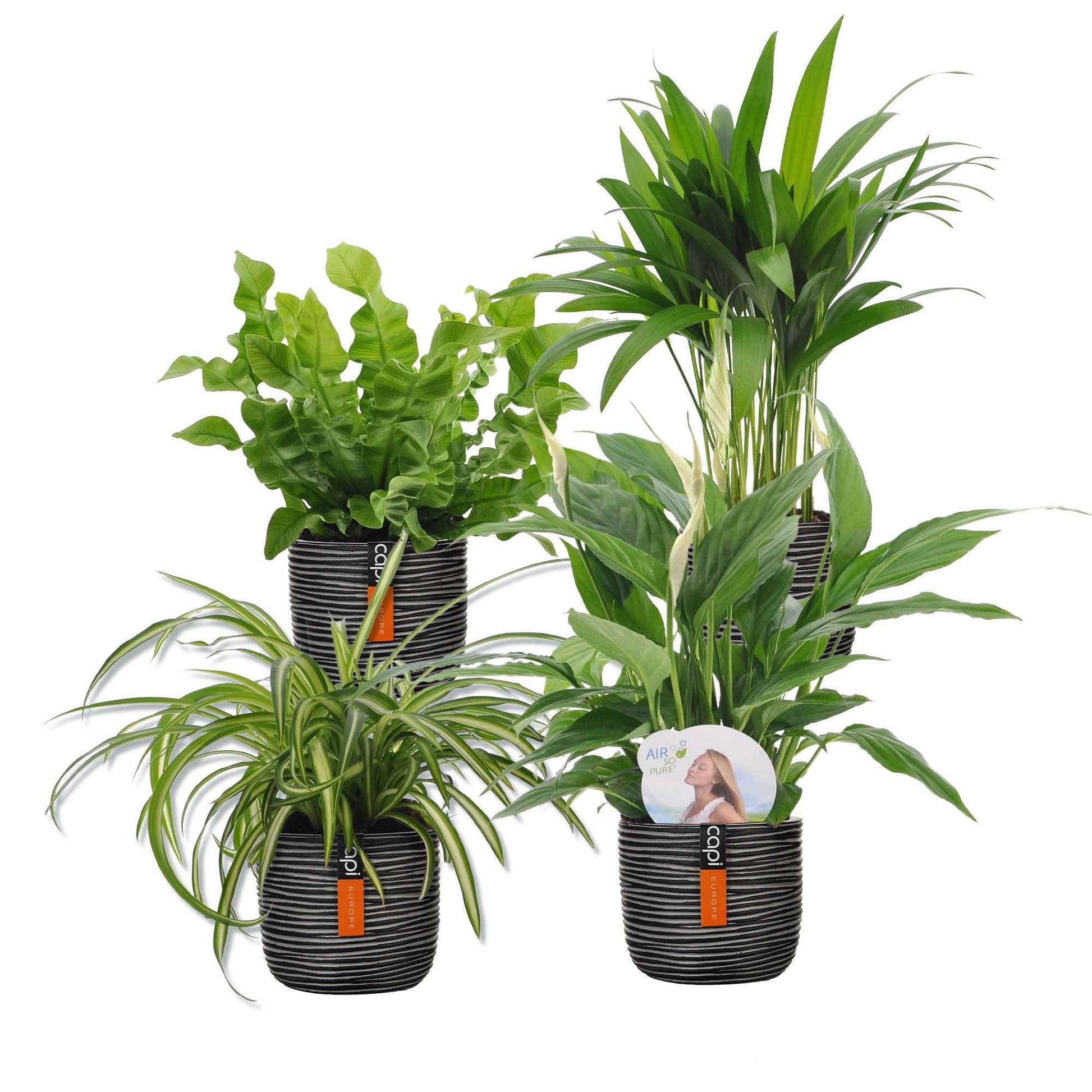 4x Plante d'intérieur purificatrice d'air - Mélange incl. cache-pots noirs - Collection colorée