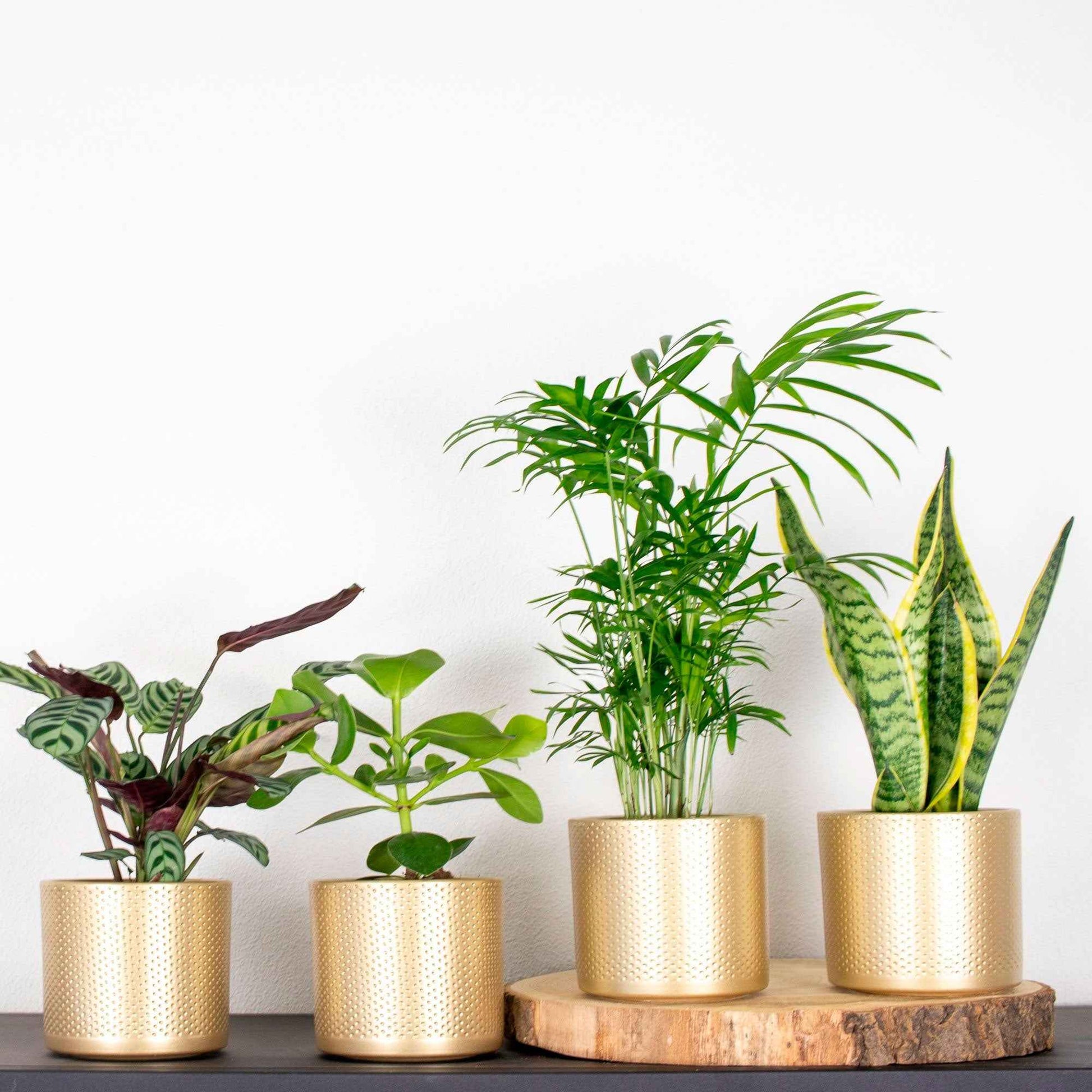 4x Plantes d'intérieur faciles - Mélange incl. cache-pots dorés - Ensembles de plantes d'intérieur