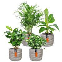 4x Plantes d'intérieur à la mode - Mélange incl. cache-pots crème - Ensembles de plantes d'intérieur