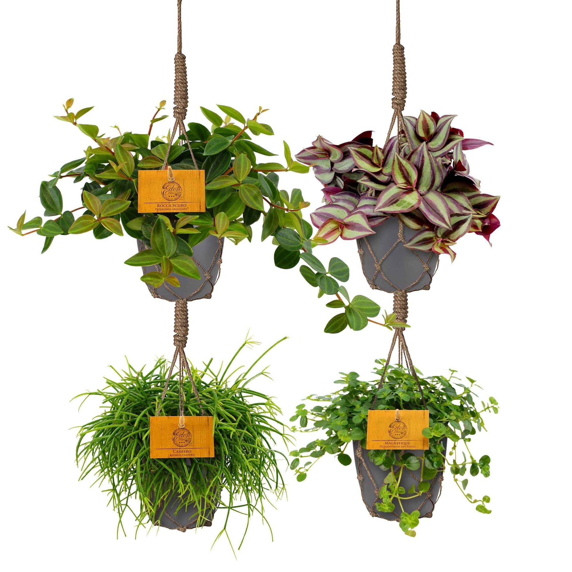 4x Plantes d'intérieur suspendues incl. cache-pots anthracites et suspension - Ensembles de plantes d'intérieur