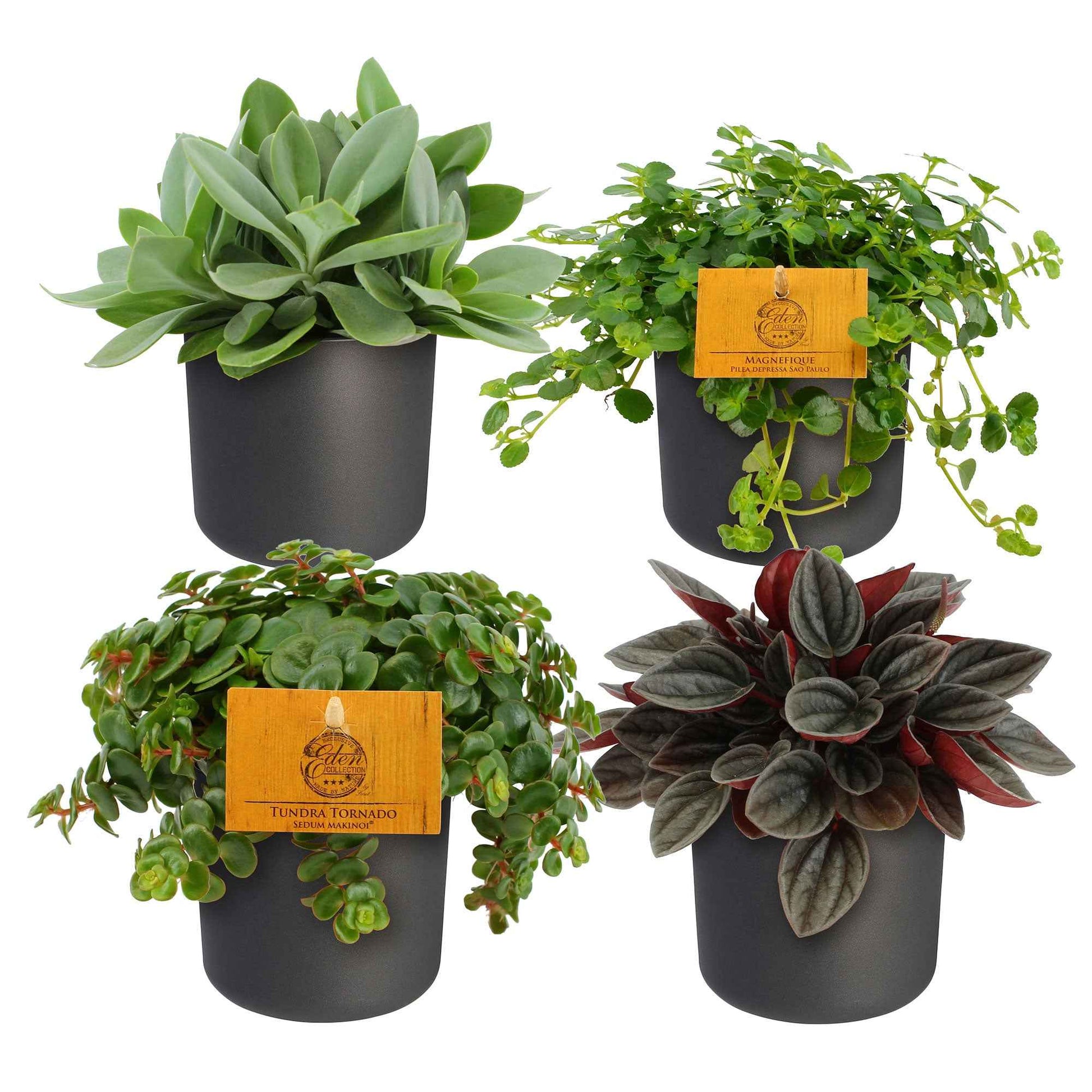4x Plantes d'intérieur tendance - Mélange incl. cache-pots anthracites - Ensembles de plantes d'intérieur