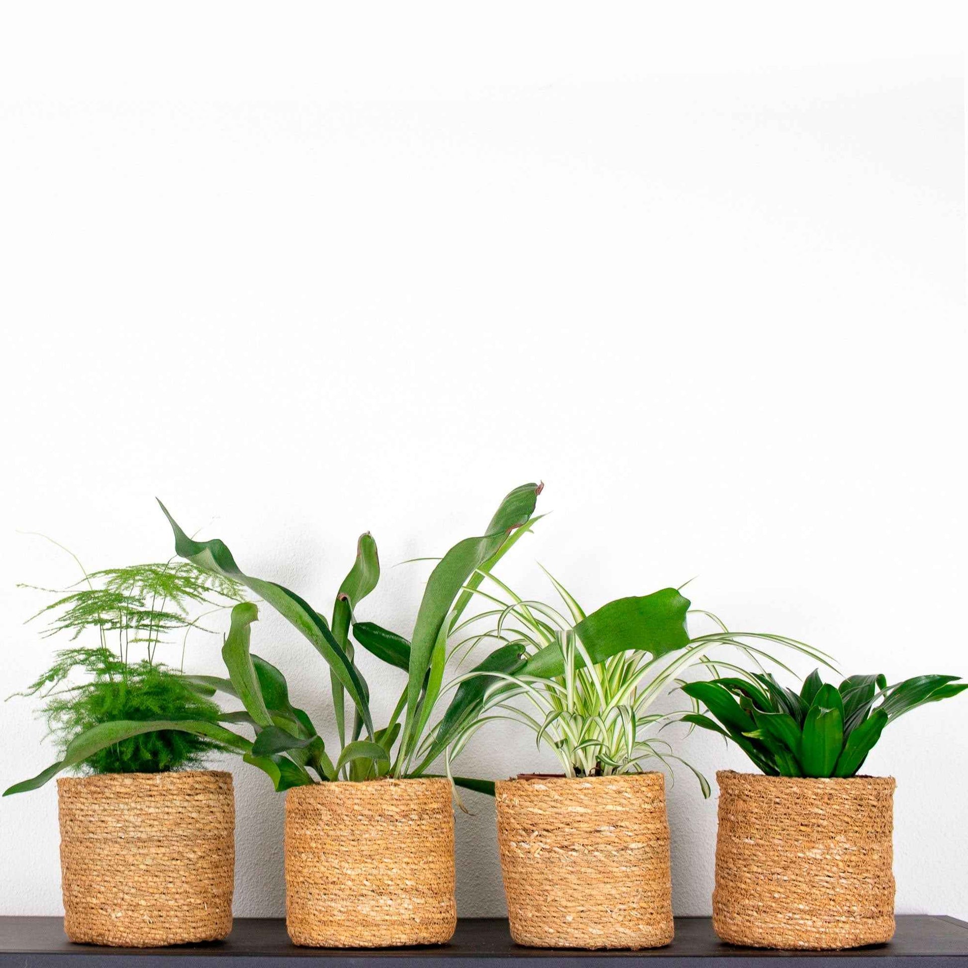 4x Plantes d'intérieur à la mode - Mélange incl. paniers bruns - Ensembles de plantes d'intérieur