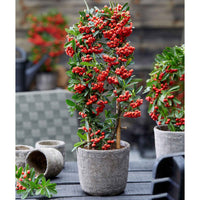 Buisson ardent Pyracantha 'Red Star' rouge - Arbustes grimpants