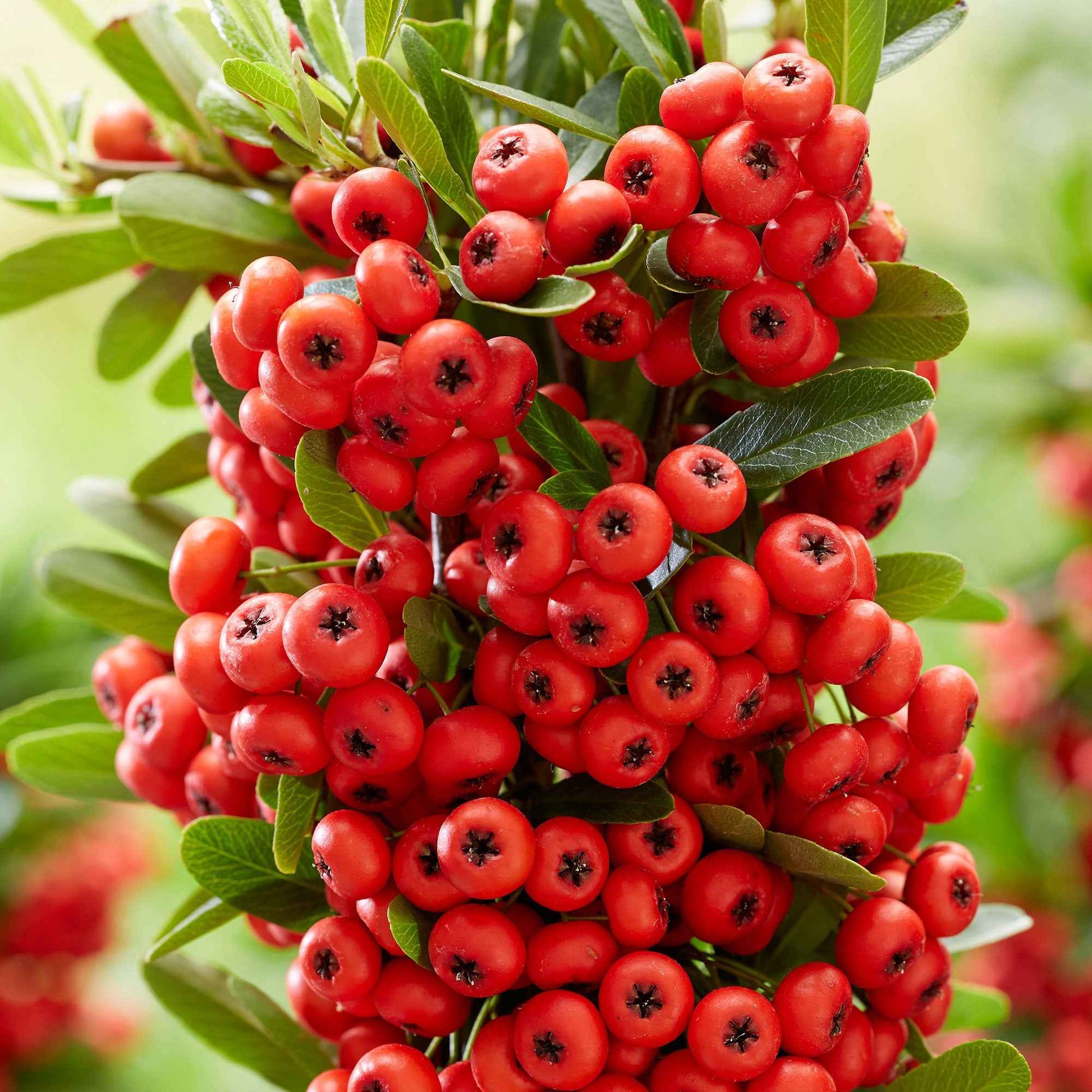 Buisson ardent Pyracantha 'Red Star' rouge - Arbustes à feuillage persistant