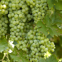 Vigne Vitis 'Centennial Seedless' Blanc - Bio - Arbustes