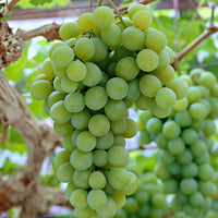 Vigne Vitis 'Centennial Seedless' Blanc - Bio - Caractéristiques des plantes