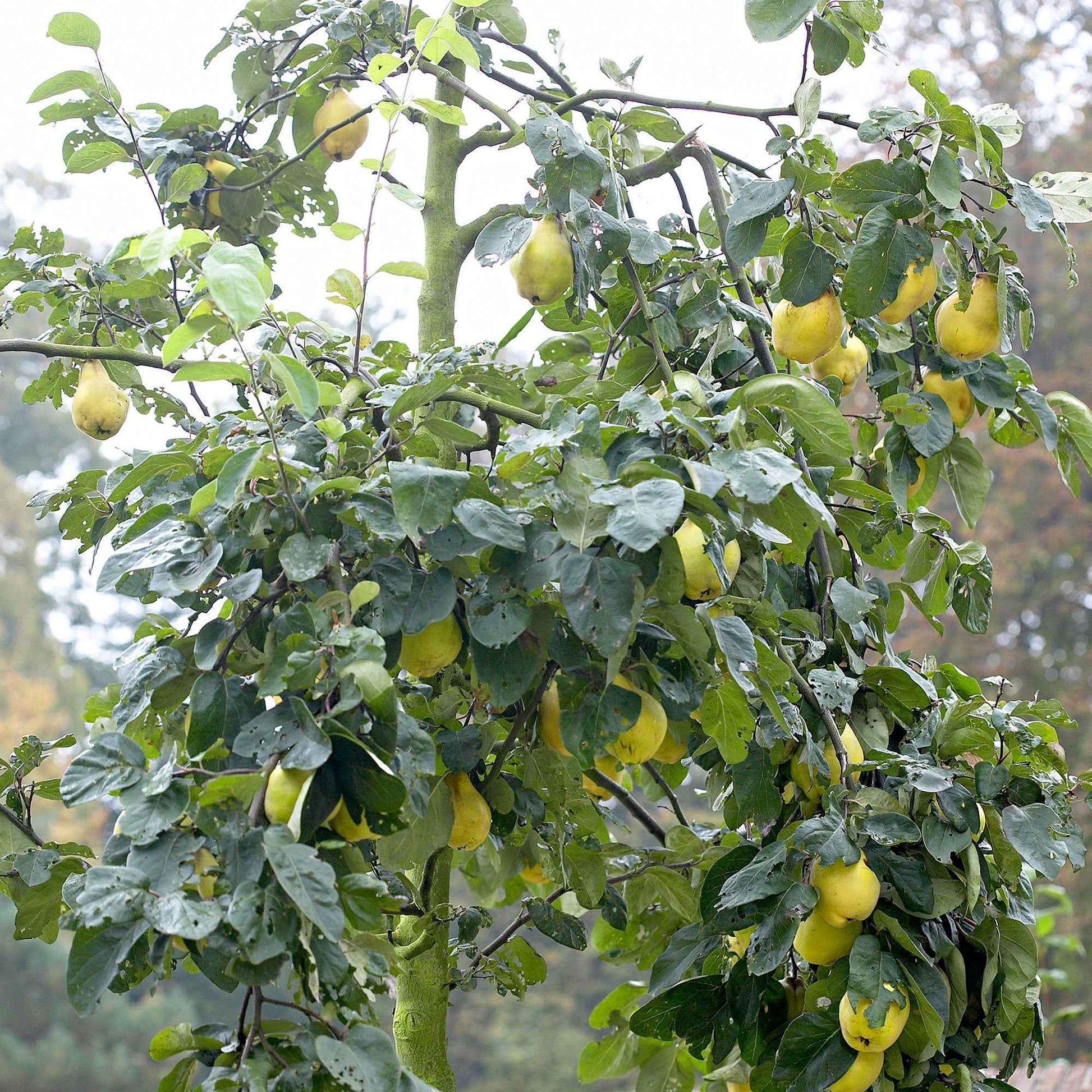 Cognassier  Cydonia 'Leskovacks' - Bio - Fruits