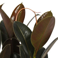 Arbre à caoutchouc Ficus elastica 'Melanie' - Plantes d'intérieur : les tendances actuelles