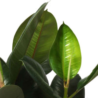 Arbre à caoutchouc Ficus elastica 'Robusta' - Plantes d'intérieur