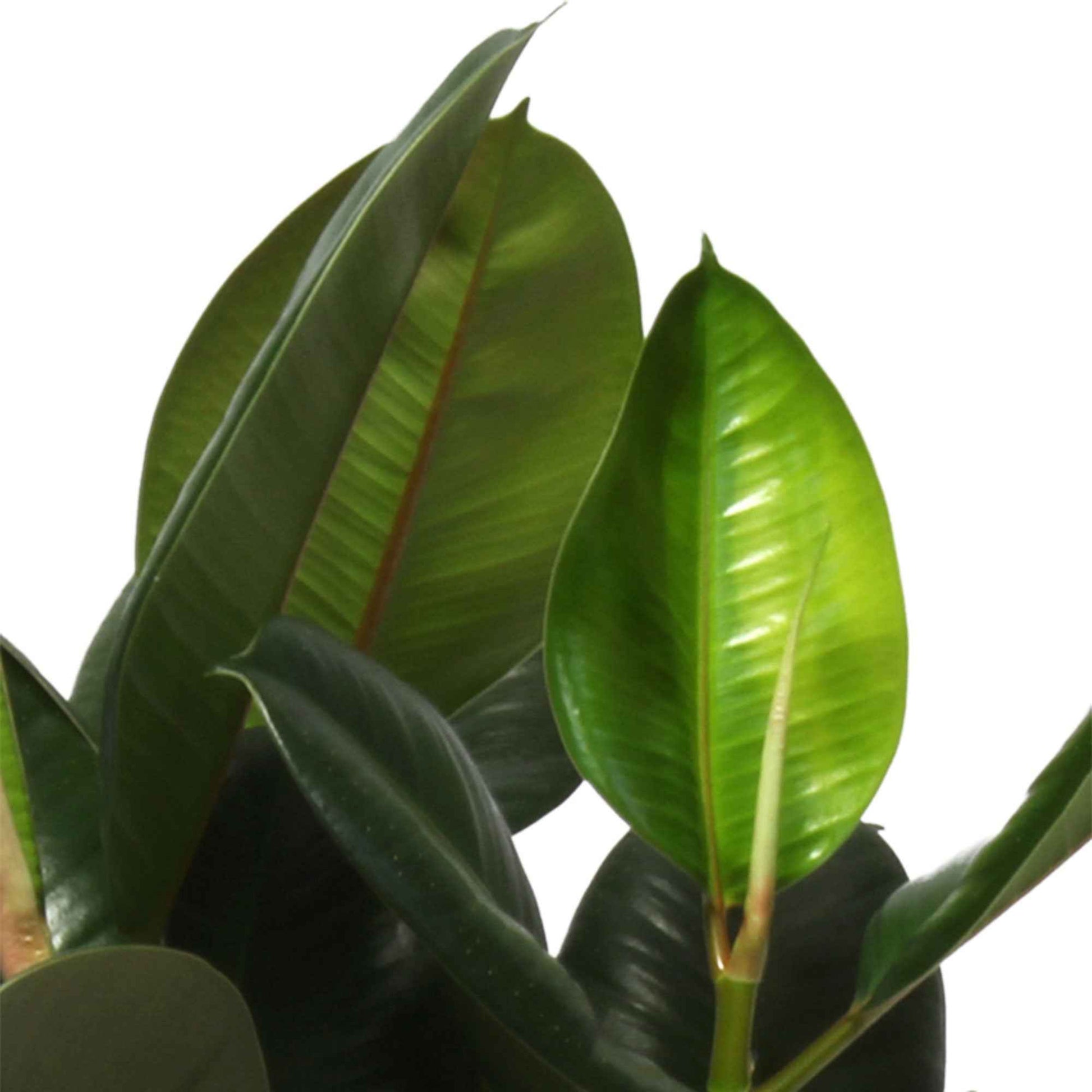Arbre à caoutchouc Ficus elastica 'Robusta' - Plantes d'intérieur : les tendances actuelles