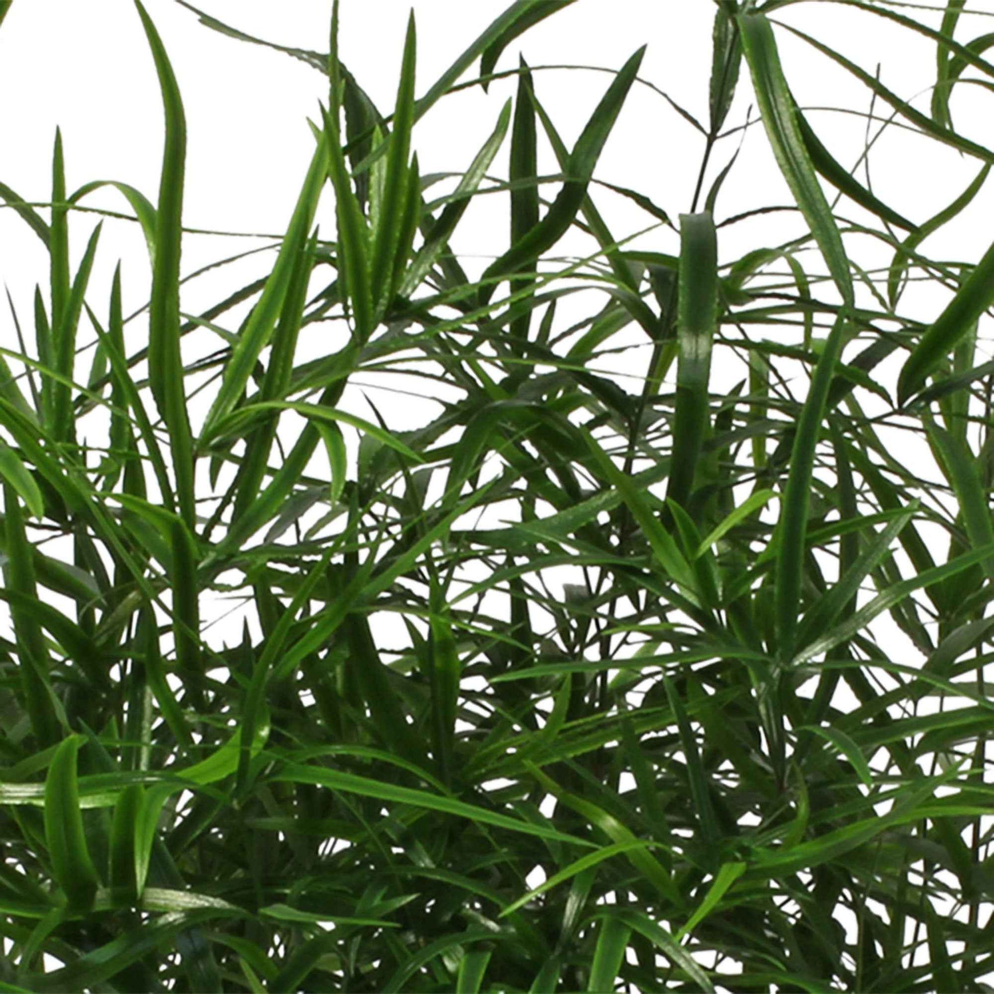 Asperge de Sprenger Asparagus falcatus - Plantes d'intérieur : les tendances actuelles