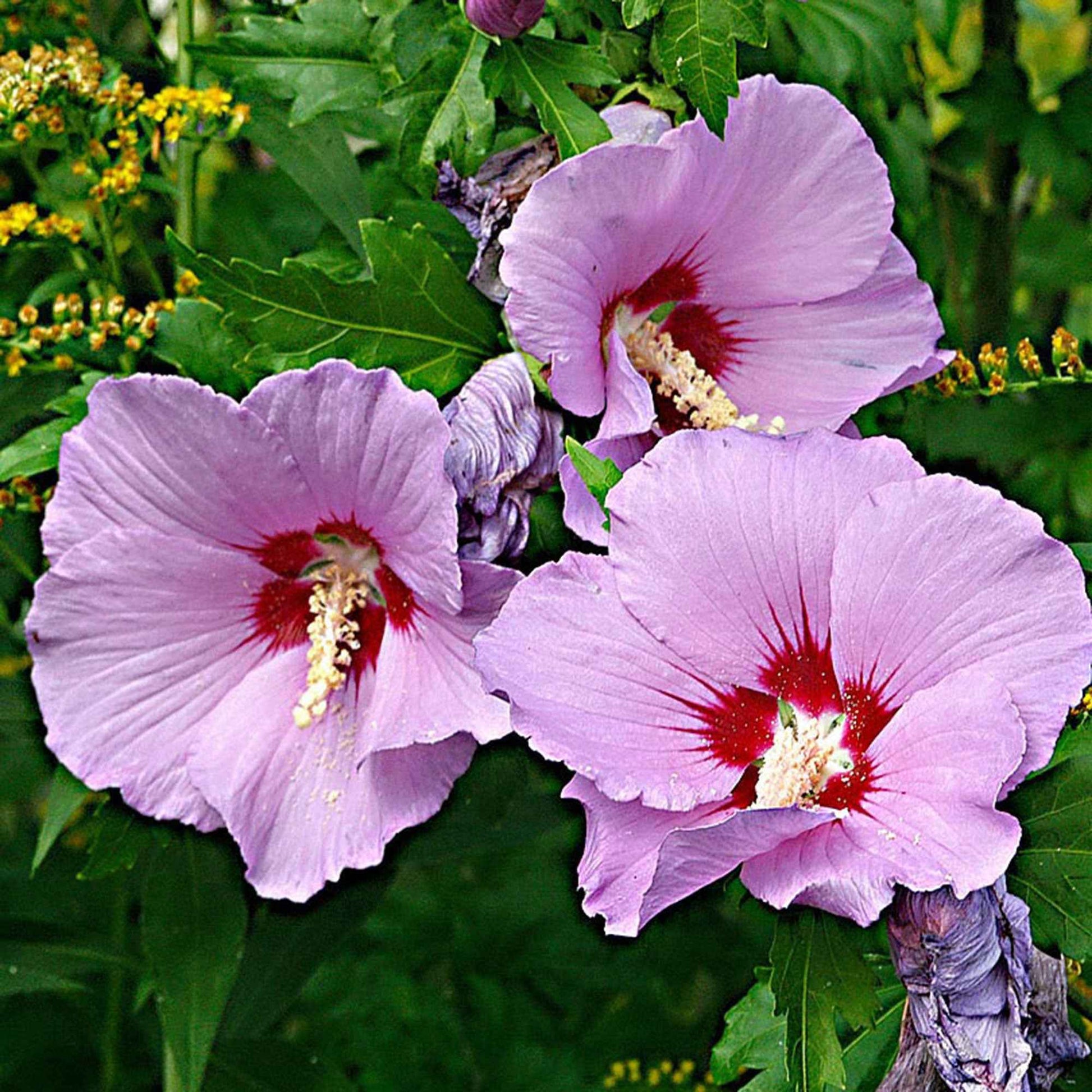 Hibiscus syriacus Rose-Violet - Arbustes fleuris