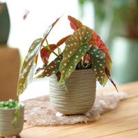 TS pot de fleurs Saar rond vert - Pot pour l'intérieur - Collection colorée