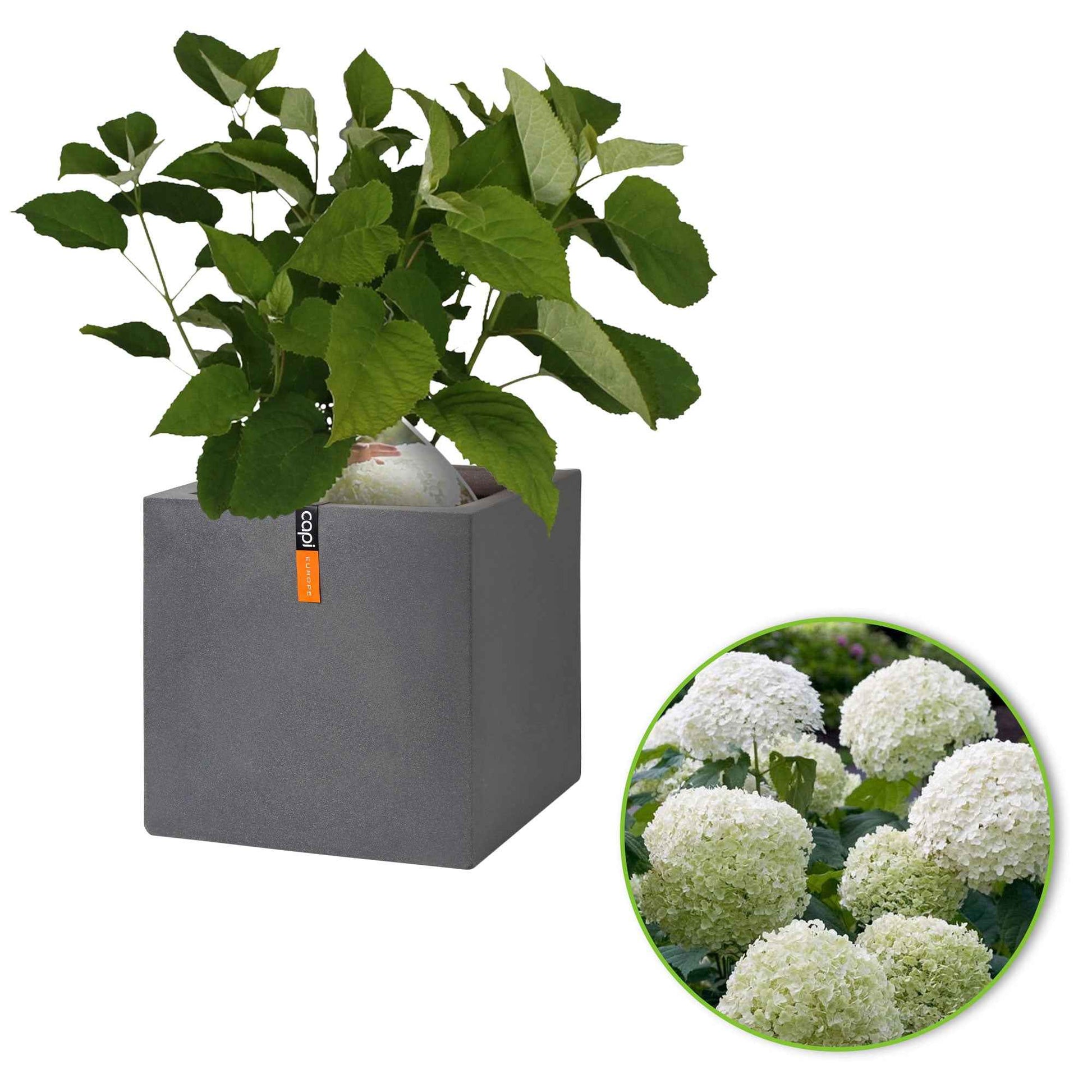 Hortensia Hydrangea 'Strong Annabelle' Blanc incl. Pot Capi Urban smooth gris - Arbustes