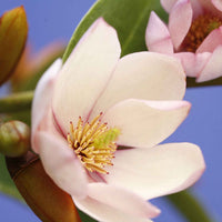 Magnolia Michelia hybride 'Fairy Magnolia Blush' - Arbustes fleuris