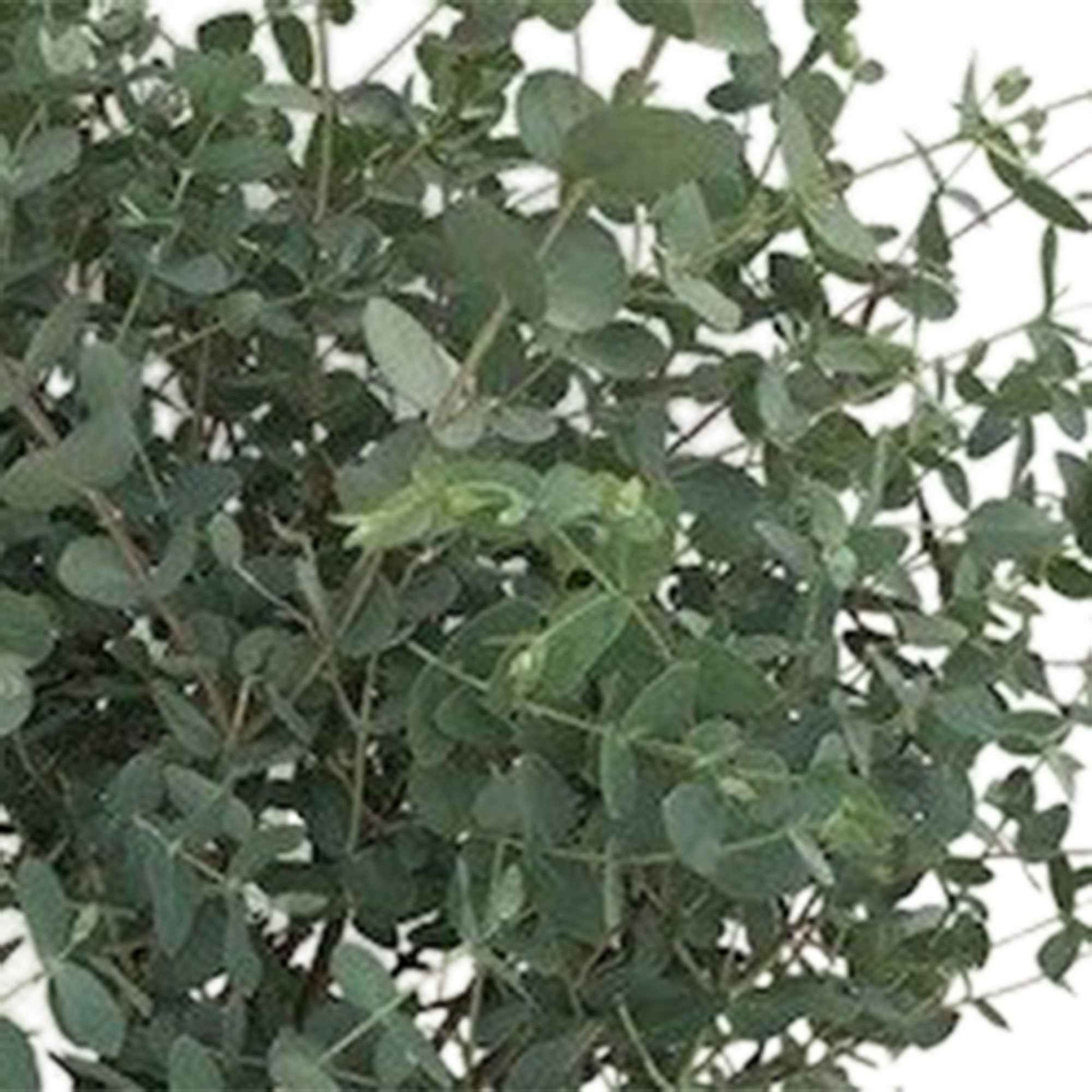 Gommier Eucalyptus gunnii 'Azura' incl. Panier carré en rotin - Arbres et haies