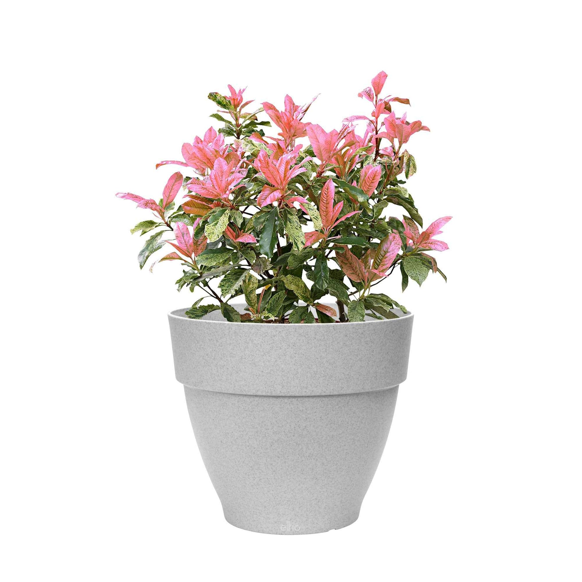 Photinia Photinia serratifolia 'Pink Crispy' incl. Pot Elho Vibia campana gris - Arbustes