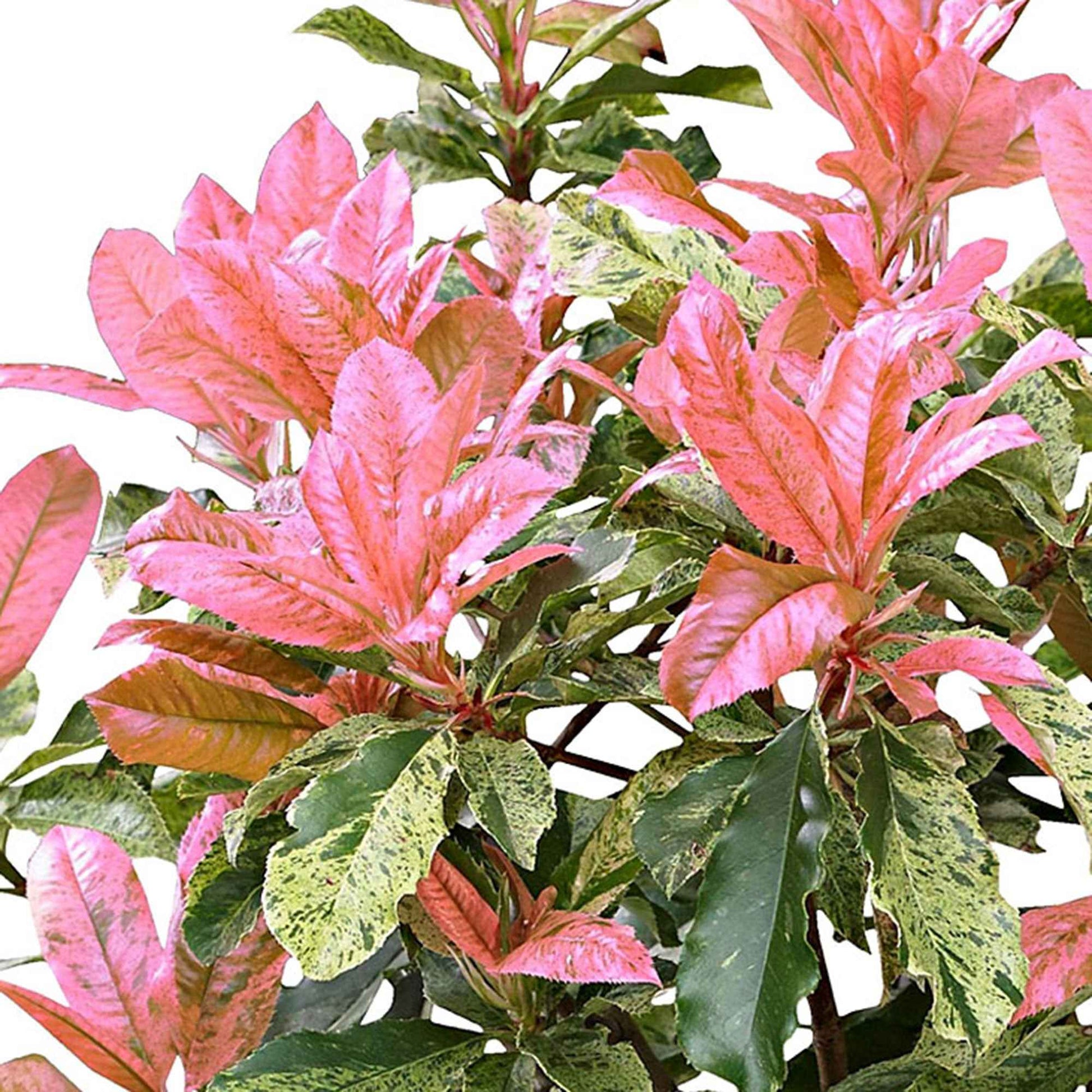 Photinia Photinia serratifolia 'Pink Crispy' incl. Pot Elho Vibia campana gris - Arbustes à feuillage persistant