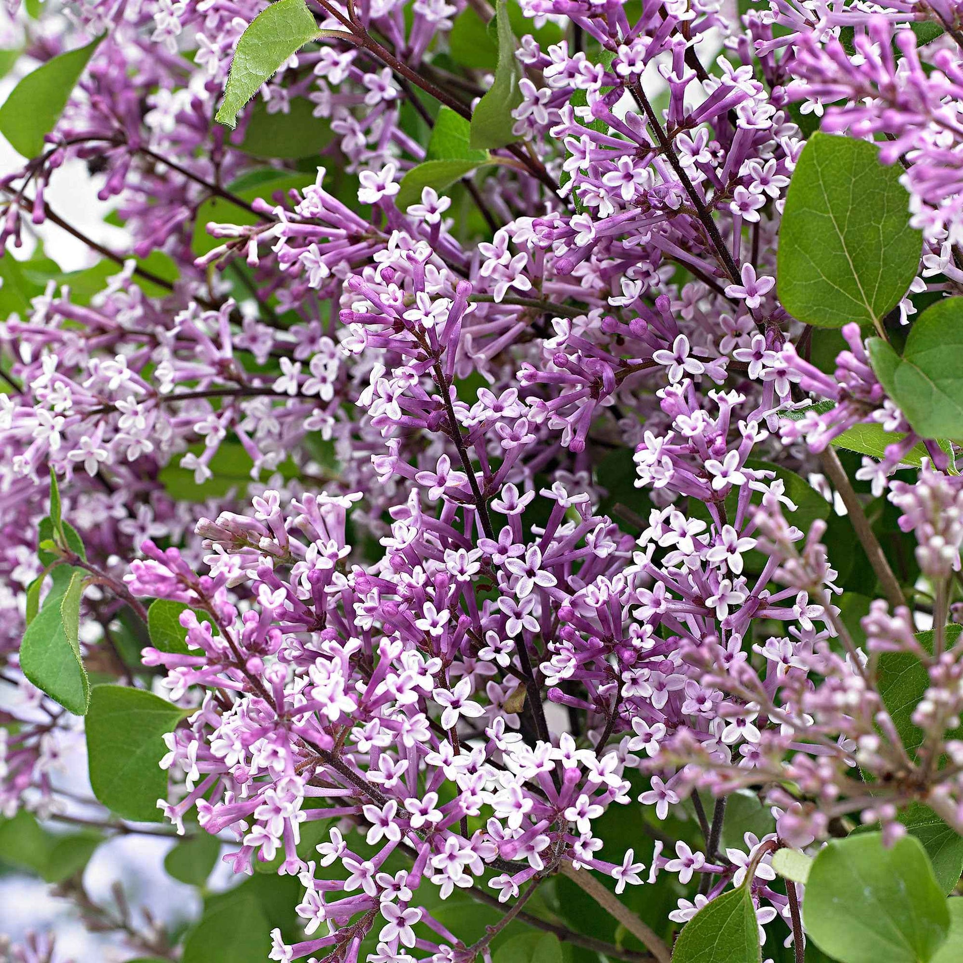 Syringa Bloomerang® 'Dark Purple' Violet avec pot décoratif - Arbustes
