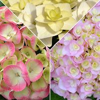 3x Hortensia Hydrangea 3x Hortensia Hydrangea - Mélange 'Doppio Pleasure' rose-violet-blanc Rose-Violet-Blanc - Arbustes