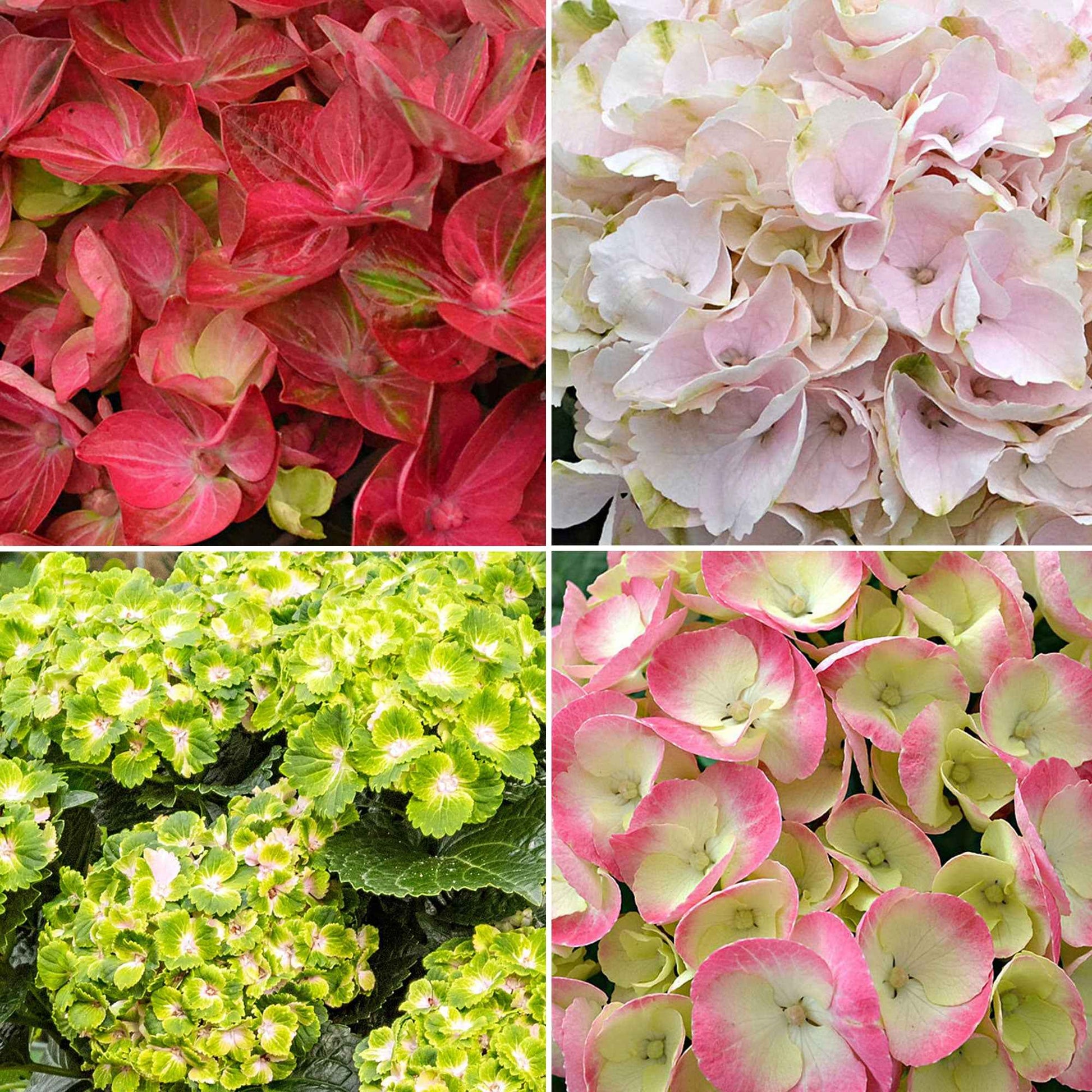 4x Hortensia Hydrangea - Mélange 'Colourful Dreaming' - Espèces de plantes
