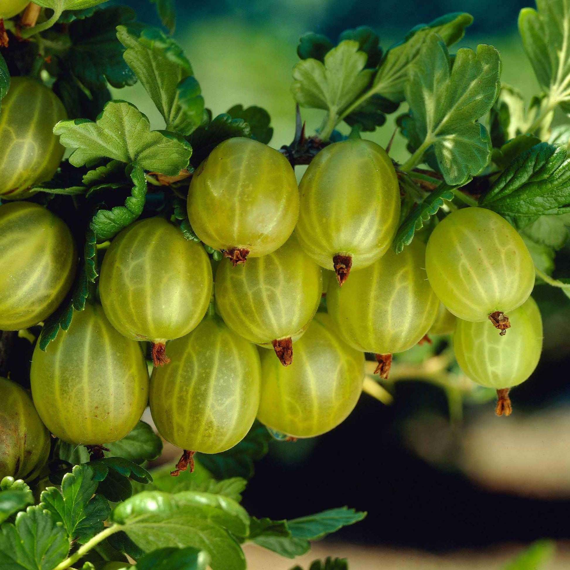 Groseille à maquereau Ribes 'Lady Sun' Jaune-Blanc - Bio - Caractéristiques des plantes