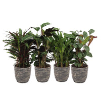 4x Calathea - Mélange Plantes purificatrices d'air avec pot décoratif - Grandes plantes d'intérieur