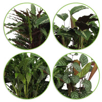4x Calathea - Mélange Plantes purificatrices d'air avec pot décoratif - Calathéa avec cache-pot