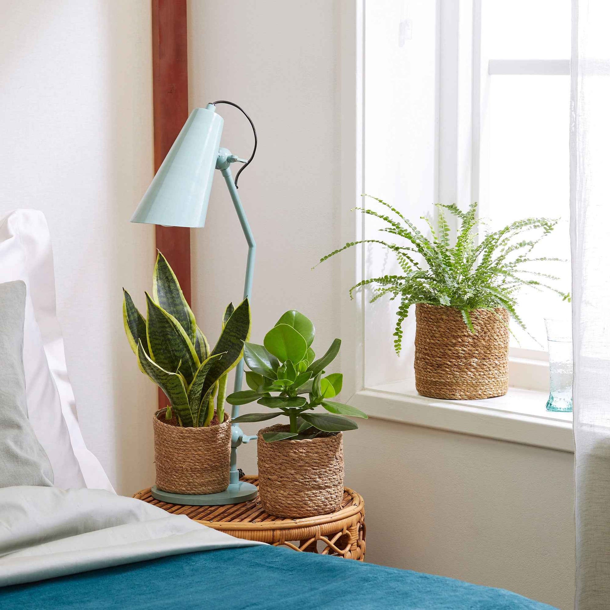 3x Plantes pour chambres à coucher - Mélange incl. paniers - Ensembles de plantes d'intérieur
