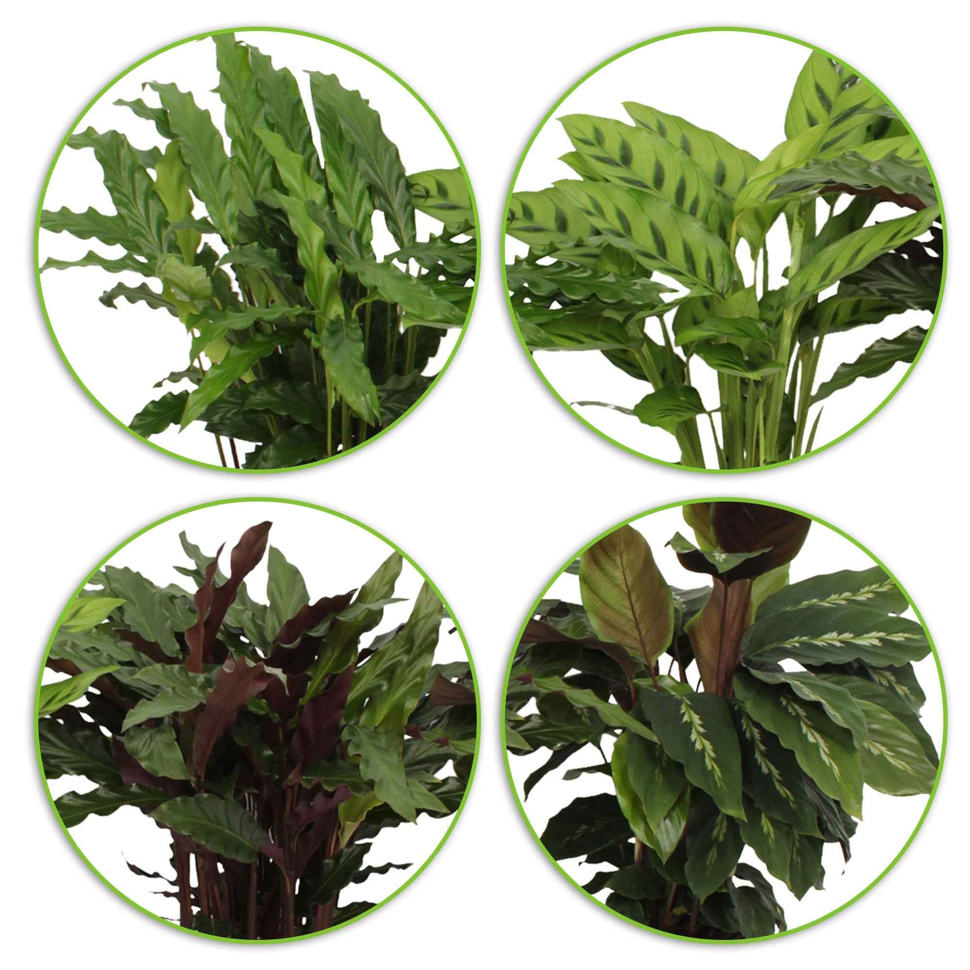 4x Calathea, Ctenanthe - Mélange Plantes purificatrices d'air - Ensembles de plantes d'intérieur